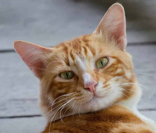 Retrato Belo Gato Vermelho — Fotografia de Stock