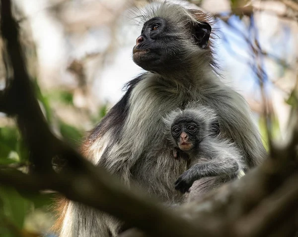 Colobus Apa Med Unge Jozani Chwaka Bay National Park Zanzibar — Stockfoto