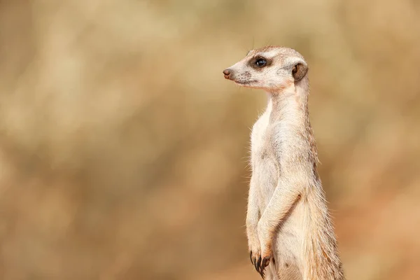 Meerkat Dans Désert Kalahari Namibie — Photo