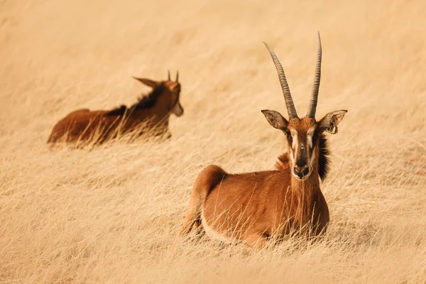 Two Oryxes Sitting Grass Kalahari Desert Namibia — Stock Photo, Image