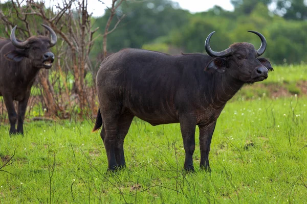 Búfalo Africano Parque Nacional Tsavo Quênia — Fotografia de Stock