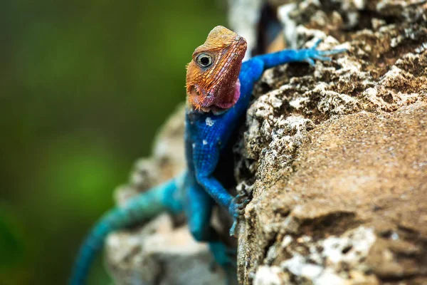 Agama Kameni Běžná Mombasa Kenyo Selektivní Zaměření — Stock fotografie