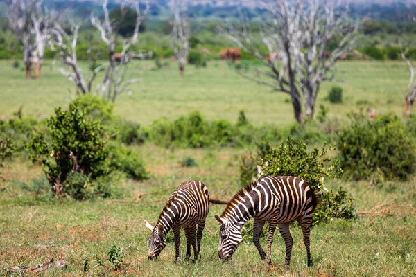 Las Cebras Están Comiendo Hierba Parque Nacional Tsavo Kenia — Foto de Stock