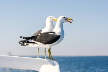 Denize bakan iki martı..