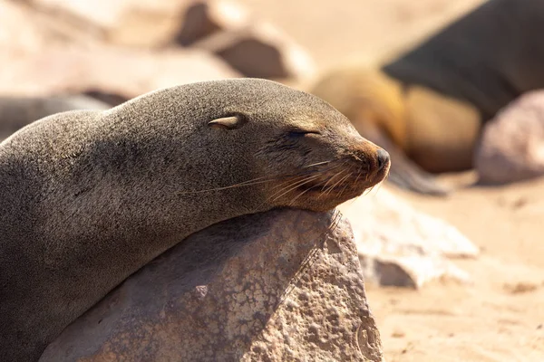 毛皮の封印は石の上に横たわって眠る ナミビアのアフリカの南西海岸にあるケープクロス — ストック写真