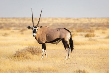 Afrika antilobu Namibya 'daki Etosha Milli Parkı' nda bulunur.