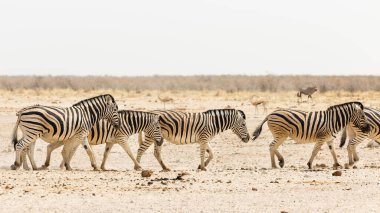 Zebralar Etosha Ulusal Parkı 'nda. Namibya