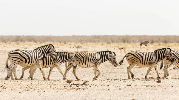 Groupe Zèbres Dans Parc National Etosha Namibie — Photo