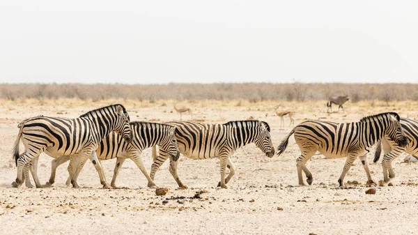 Zebralar Etosha Ulusal Parkı Nda Namibya — Stok fotoğraf