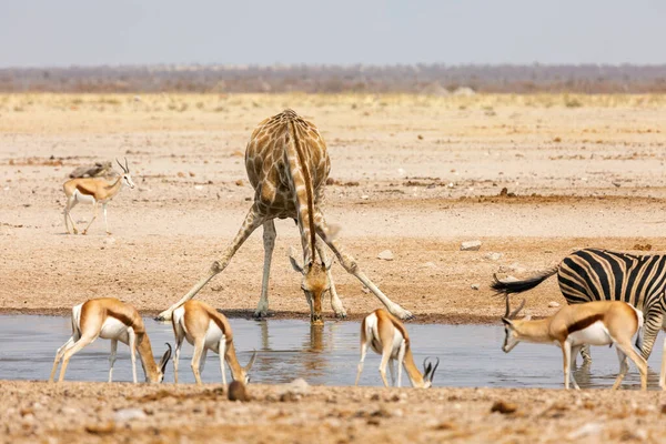 Girafe Springboks Boivent Eau Dans Point Eau Parc National Etosha — Photo