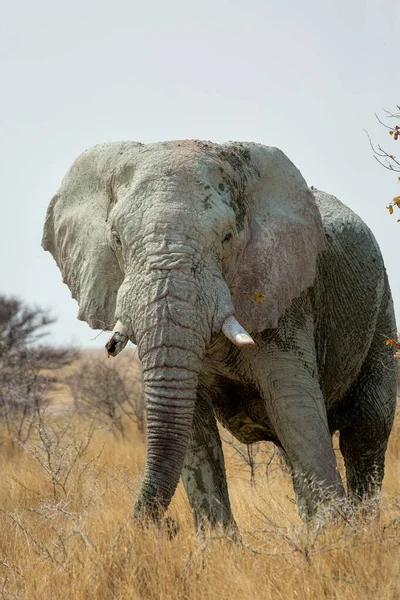 Elefante Africano Loxodonta Africana Parque Nacional Etosha Namibia —  Fotos de Stock