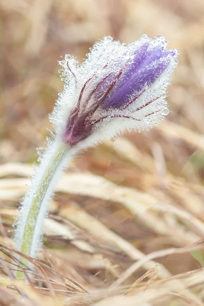 Spring Flower Sleep Grass Covered Dew Dawn — Stock Photo, Image