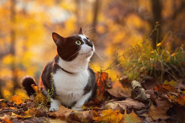 Güzel bir siyah beyaz kedi gün batımında bir sonbahar parkında
