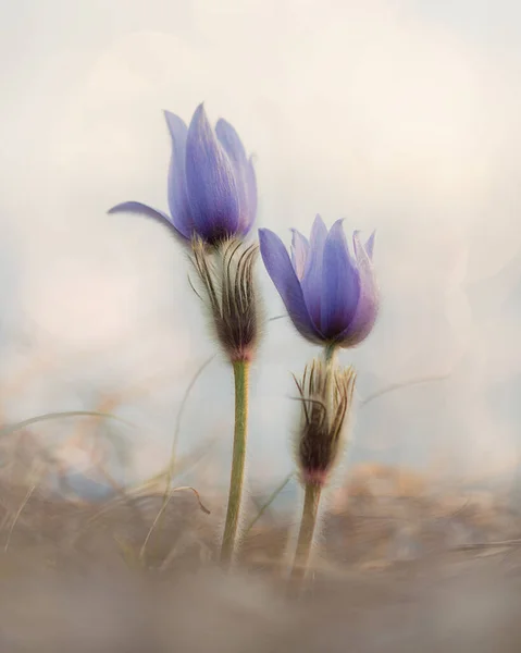 Цветы Мечтают Траву Pulsatilla Patens Восходе Солнца — стоковое фото