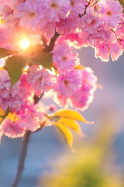 Gün batımında çiçek açan bir sakura ağacının dalı..