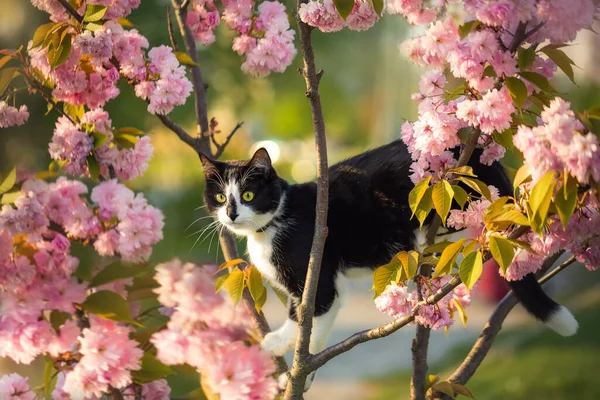 Ağaçtaki siyah beyaz kedi. Çiçekli Sakura ağacı.