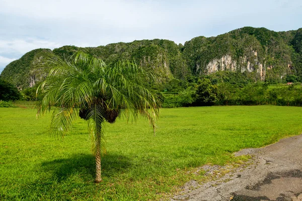 Palm Tree Vinales Valley Cuba — Stock Photo, Image