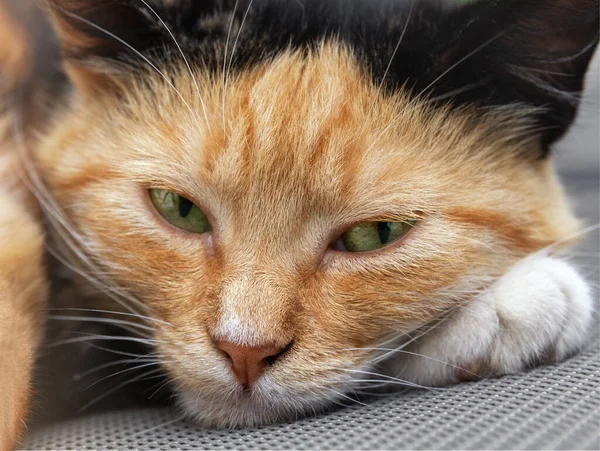 Πορτρέτο Μιας Κόκκινης Γάτας Κοντινό Πλάνο — Φωτογραφία Αρχείου