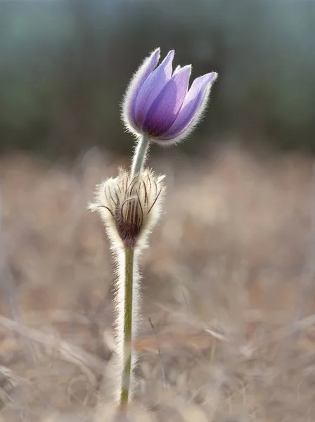 Delicate Spring Flower Sleep Grass Pulsatilla Patens — Stock Photo, Image