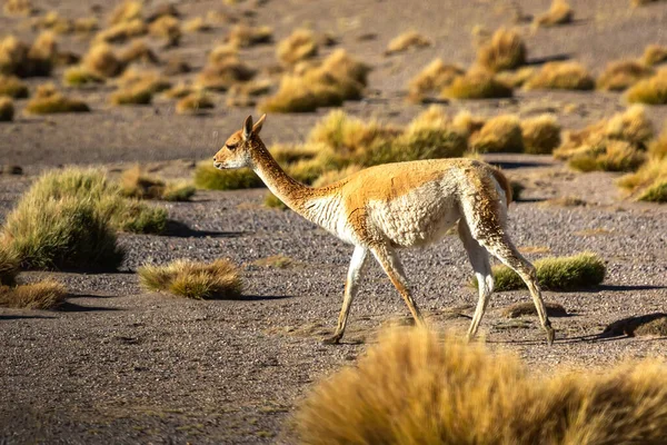 And Dağları 'ndaki plato boyunca bir vicua (Vicugna) yürüyor. Altiplano. Bolivya