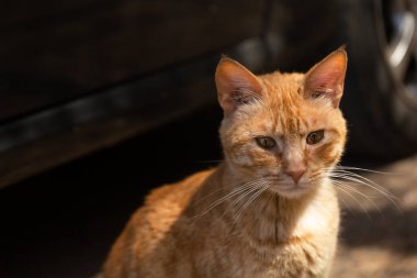 Güzel kırmızı bir kedinin portresi. 