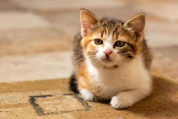 Small Red Kitten Lies Carpet Close — Stock Photo, Image