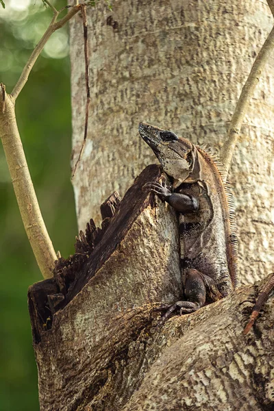 Der Leguan Sitzt Auf Einem Baum Yucatan Mexiko — Stockfoto