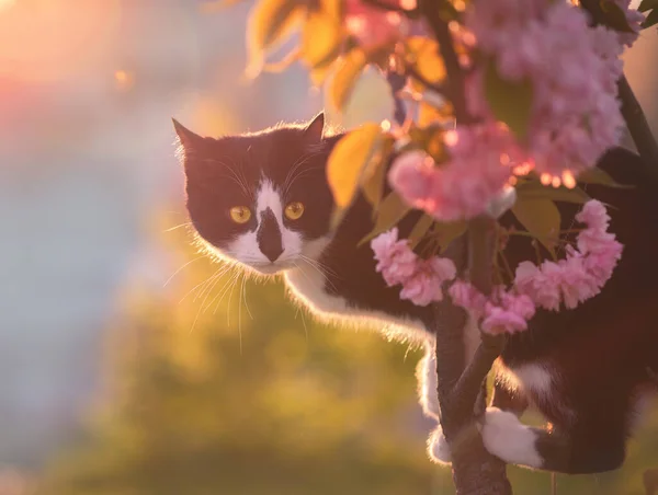 Black White Cat Blossoming Sakura Tree Sunset — Stock Photo, Image