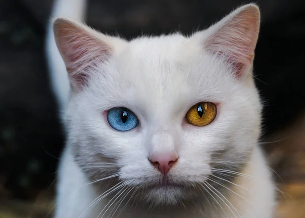 Portrét Bílé Kočky Různými Barvami Očí Jedno Modré Oko Druhé — Stock fotografie
