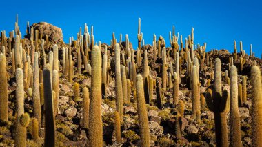 Uyuni, Bolivya 'nın düz tuz bataklığı çölündeki İncahuasi adasında dev kaktüsler..