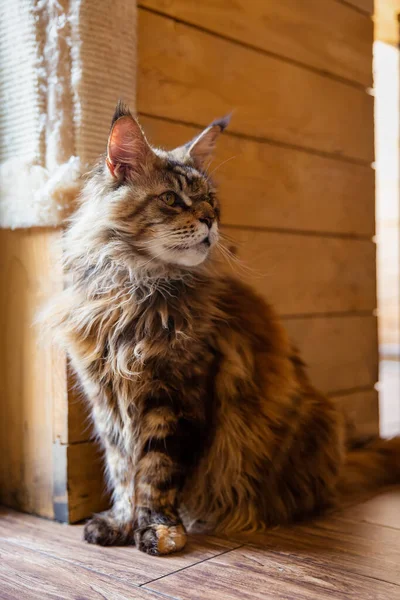 Portrait Big Beautiful Maine Coon Cat — Stock Photo, Image