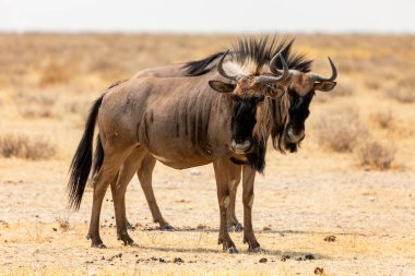 Etosha Ulusal Parkı, Namibya 'da iki mavi antilop