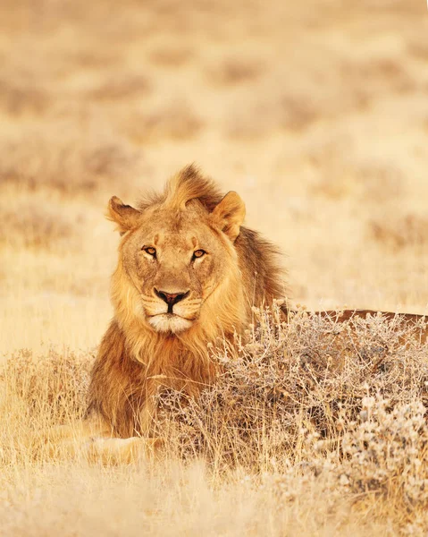 Portrait Lion Sitting Grass Etosha National Park Namibia — ストック写真