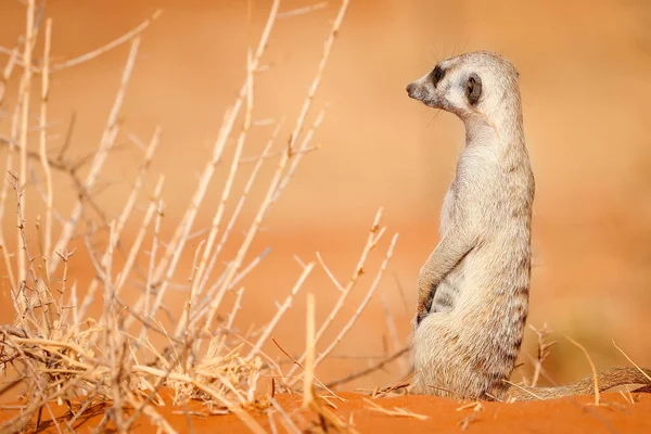 Meerkat Sits Sand Kalahari Desert Namibia — Stock Photo, Image