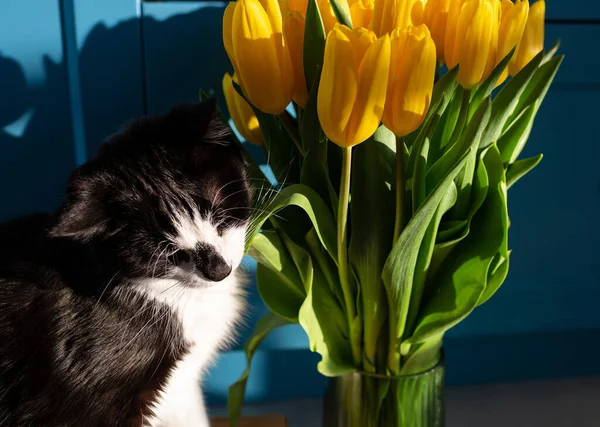 Chat Est Assis Près Vase Verre Avec Des Tulipes Jaunes — Photo