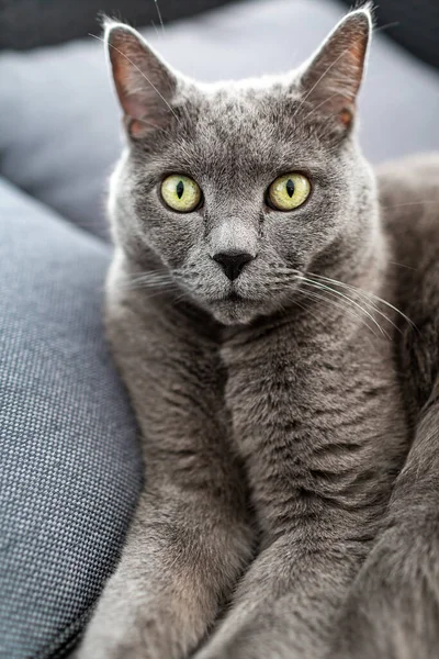 Retrato Grande Gato Britânico Cinza Com Olhos Amarelos — Fotografia de Stock