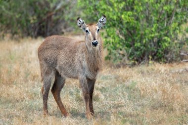 Su geyiği (Kobus ellipsiprymnus) büyük bir antiloptur. Kenya. Afrika