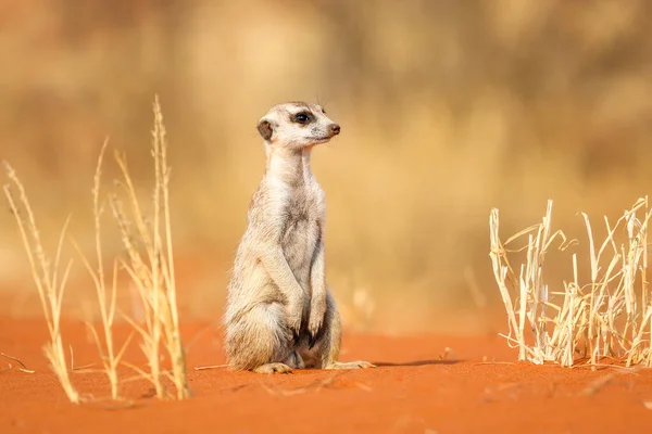 Meerkat Squats Kalahari Desert Namibia — ストック写真