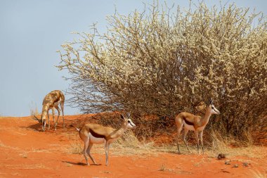 Springbok, Etosha Ulusal Parkı 'ndaki büyük bir çalılığın yanında. Namibi. Afrika safarisini gezin. .