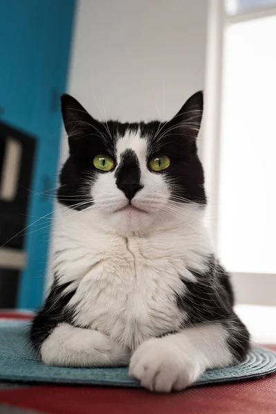 Πορτρέτο Μιας Όμορφης Ασπρόμαυρης Γάτας — Φωτογραφία Αρχείου