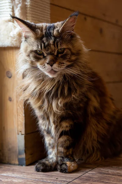 Retrato Grande Bonito Maine Coon Cat — Fotografia de Stock