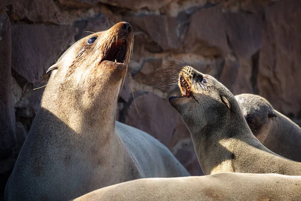 Two Fur Seals Screaming Cape Cross Southwest Coast Africa Namibia — Photo