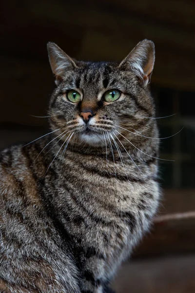 Retrato Gato Cinzento Bonito Adulto — Fotografia de Stock