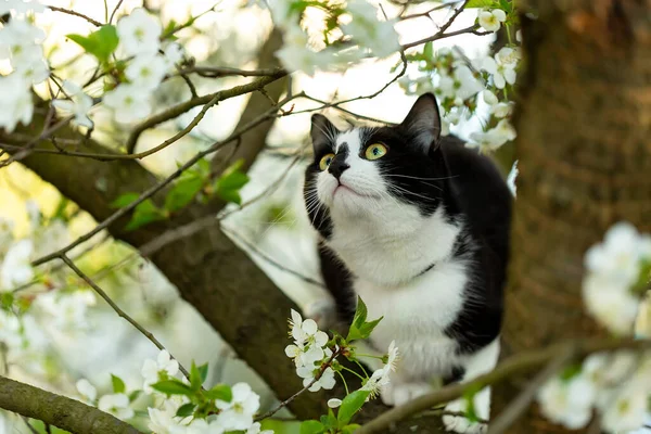 Black White Cat Sitting Tree Apple Blossom — Photo
