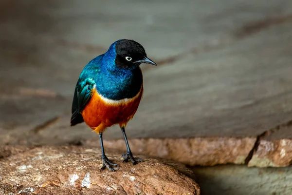Güzel küçük renkli Afrika kuşu - Starling