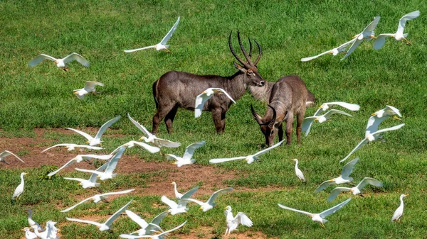 Kobuses Con Garzas Blancas Cerca Lugar Riego Taita Hills Wildlife — Foto de Stock