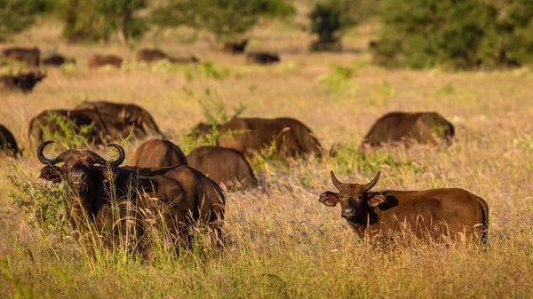 Búfalos Africanos Reserva Natural Taita Hills Pôr Sol Quénia — Fotografia de Stock