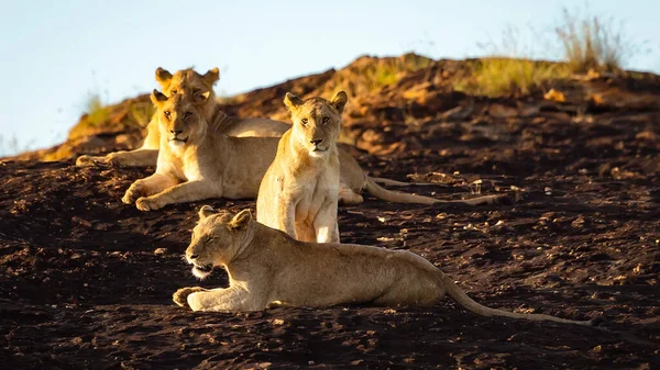 Group Lionesses Bask Sun Kenya African Safari Simba — стокове фото