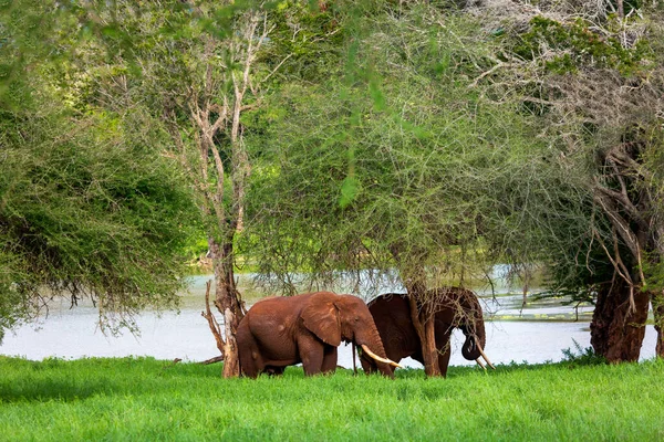 Słonie Pobliżu Wody Rezerwacie Taita Hills Kenia Safari Afrykańskie — Zdjęcie stockowe