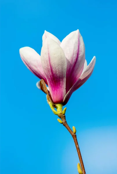 Цветок Магнолии Синем Фоне Крупный План — стоковое фото